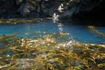 Clear blue water and lots of kelp, great diving!